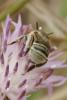 Anthophora bimaculata